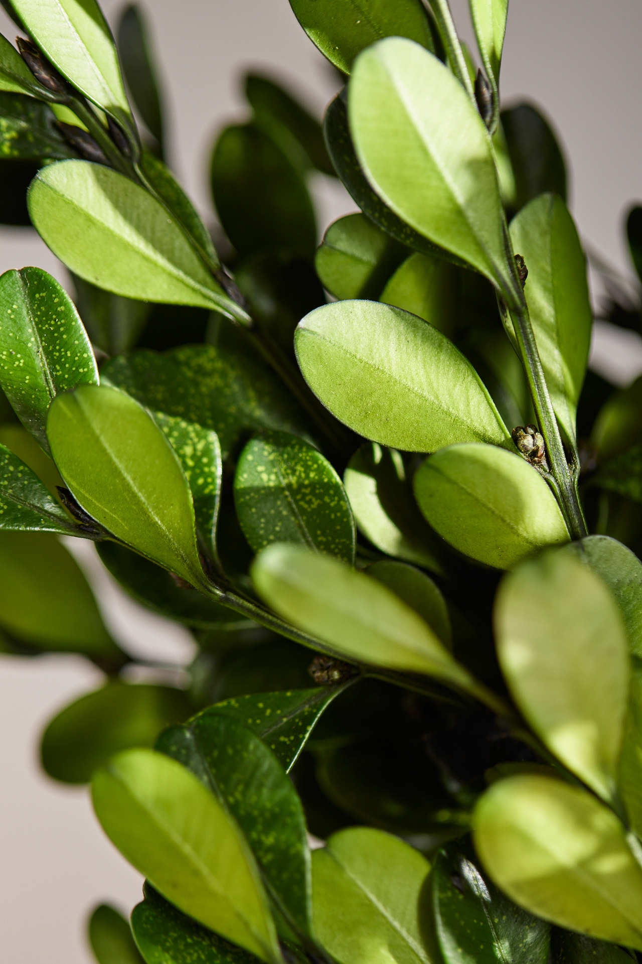 Preserved Boxwood Bunch