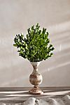 Preserved Boxwood Bunch