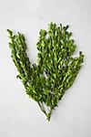 Preserved Boxwood Bunch #2