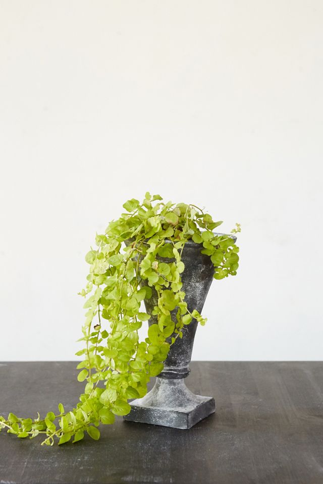 Cast Iron Flare Urn #3