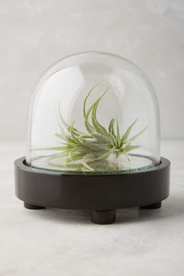 Glass Cloche Terrarium
