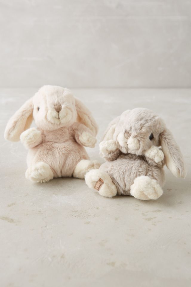 Cottontail Bunny #1