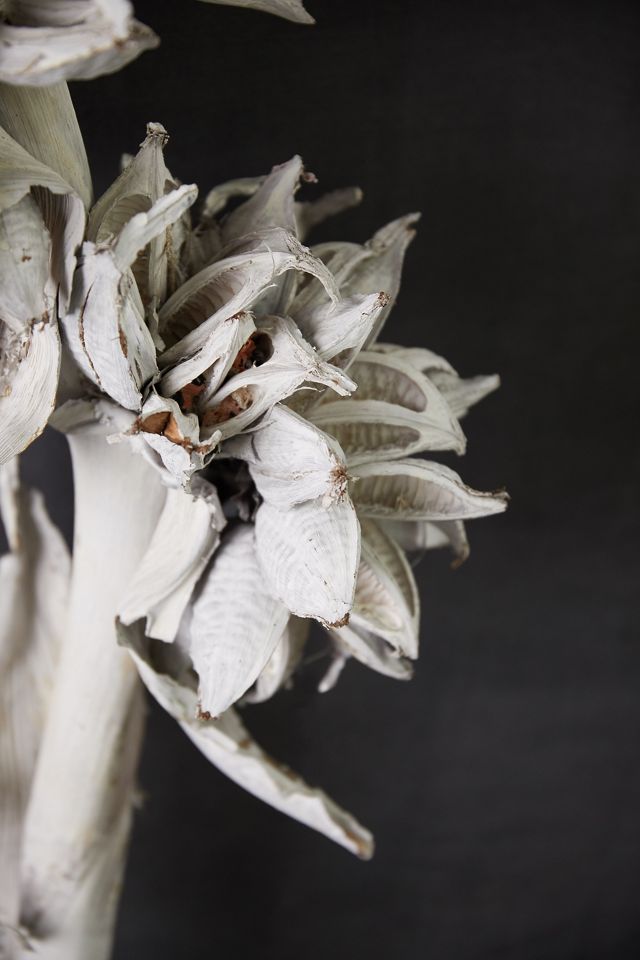 Dried Star Pod Stalk #2