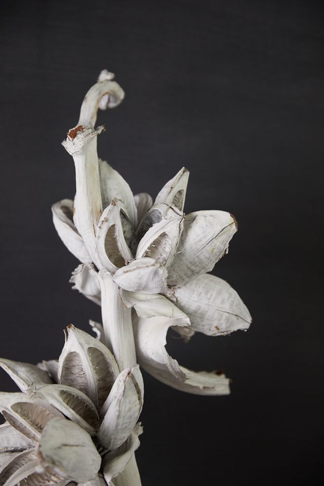 Dried Star Pod Stalk #3