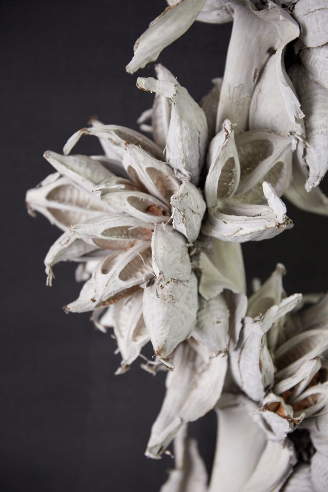 Dried Star Pod Stalk #4