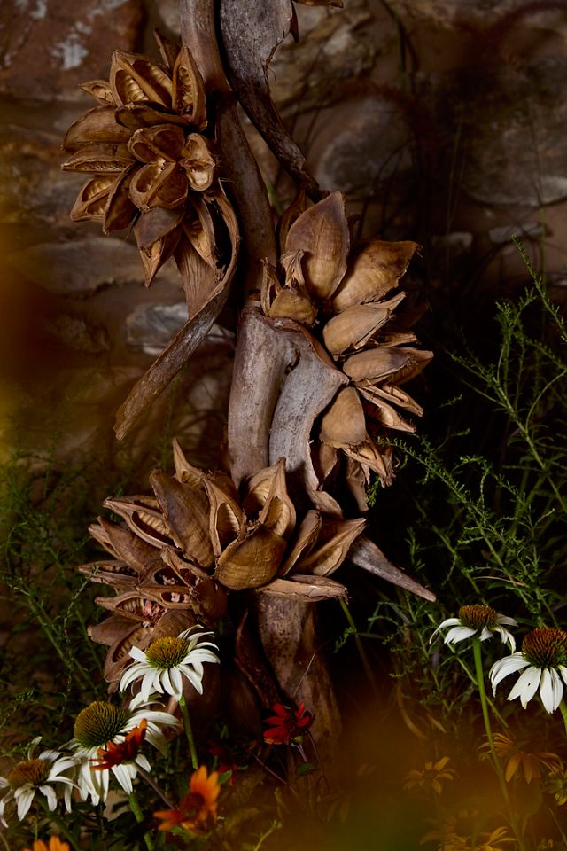 Dried Star Pod Stalk #1