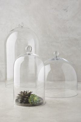 Glass Display Cloche