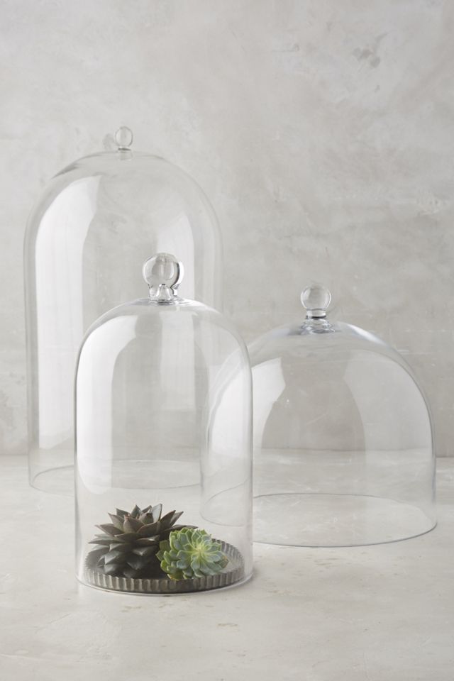 Glass Display Cloche