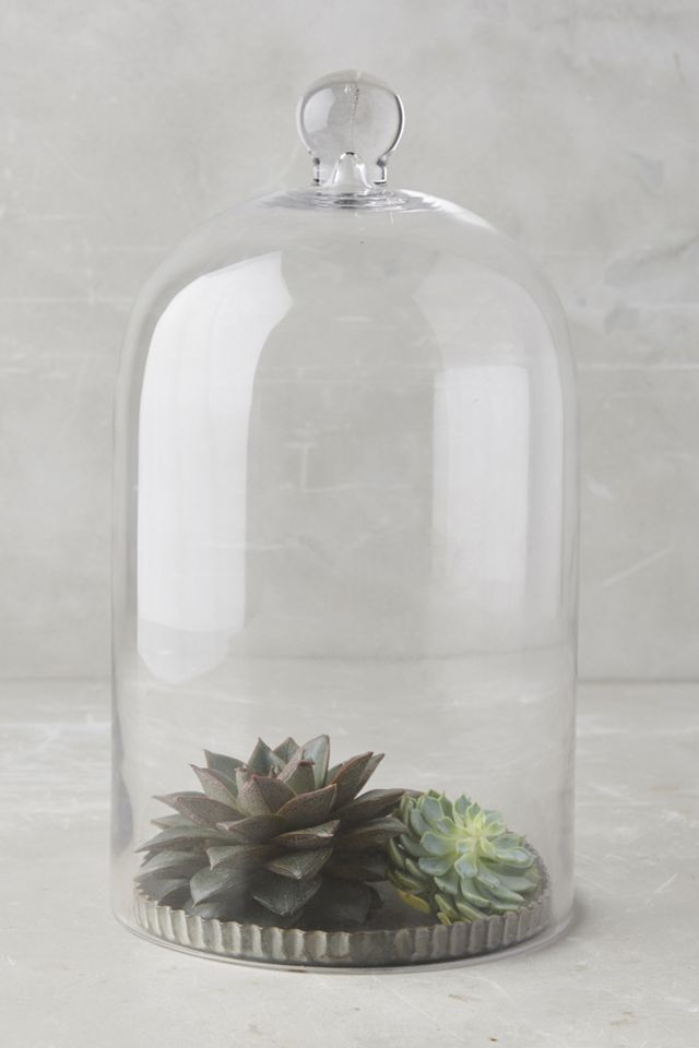 Cloche Tray #1