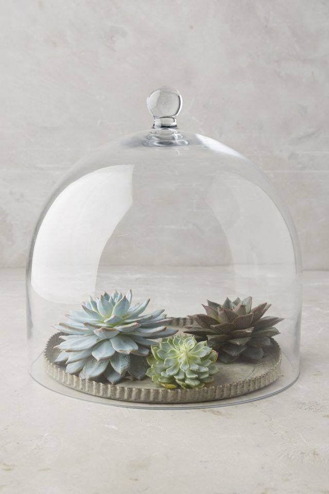 Cloche Tray #2