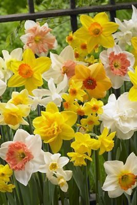 Narcissus ‘All in One’ Bulbs