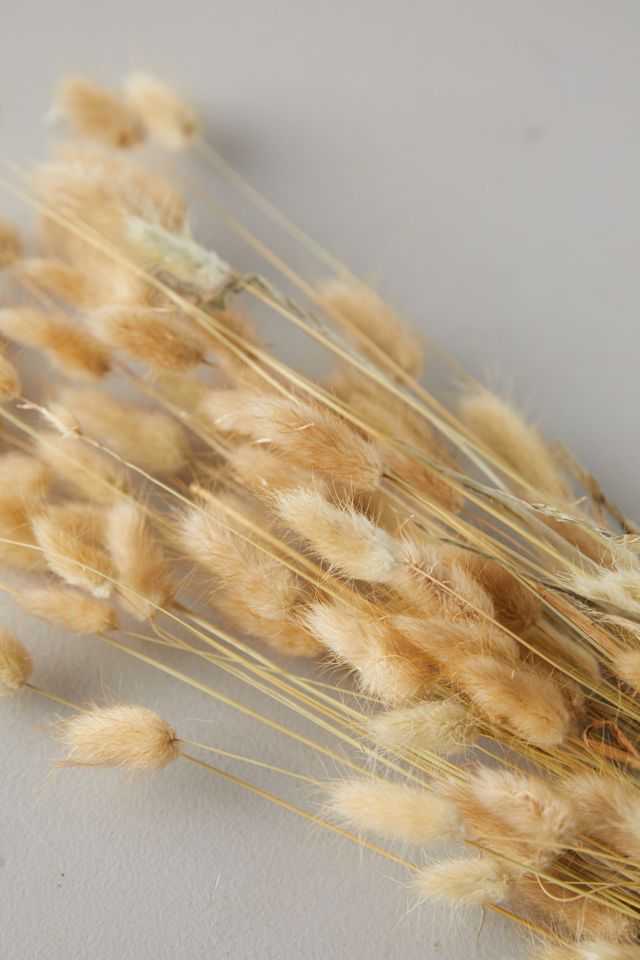 Dried Lagurus Bunch #1