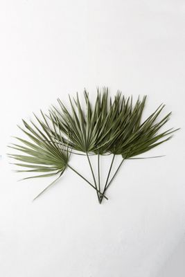 Preserved Palmetto Frond Bunch