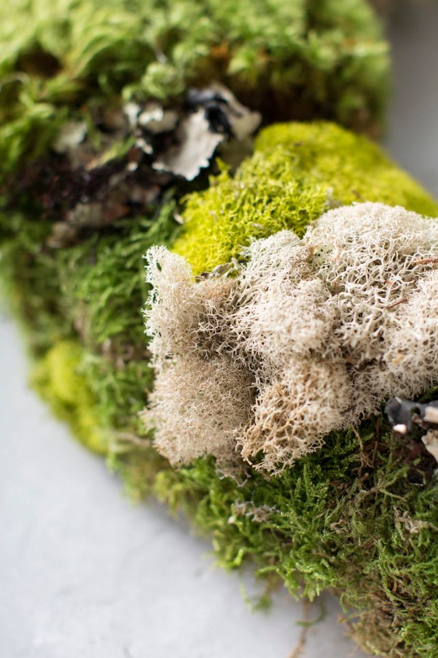 Mixed Moss Wreath #1
