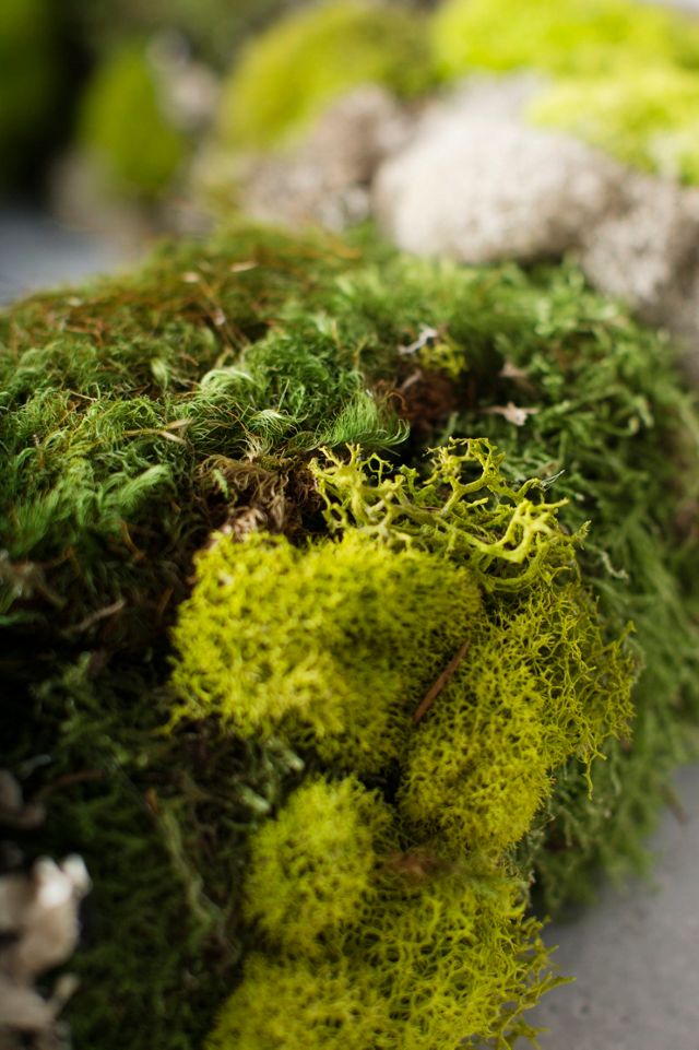 Mixed Moss Wreath #2