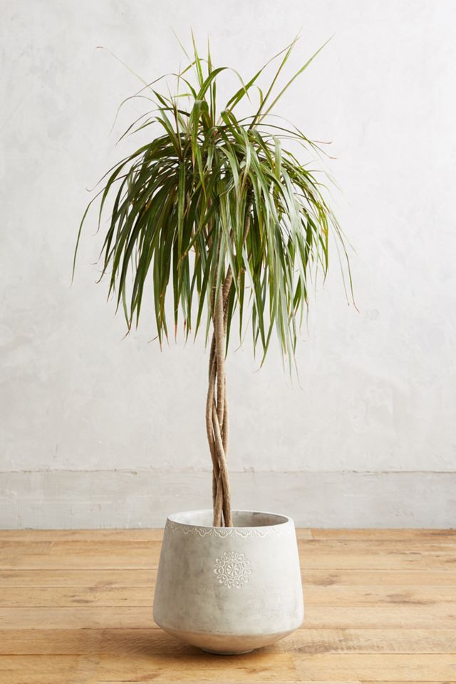 Netara Planter #7