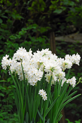 Snowdrop Bulbs Uk Ziva Paperwhite Flower Bulbs - 10 Bulbs - Large 15/ Sri Lanka For Sale