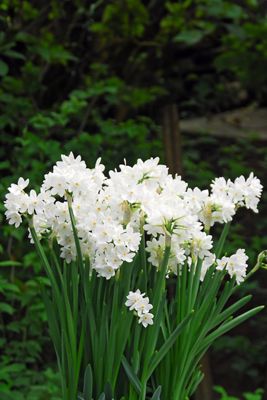 Narcissus ‘Ziva’ Paperwhite Bulbs