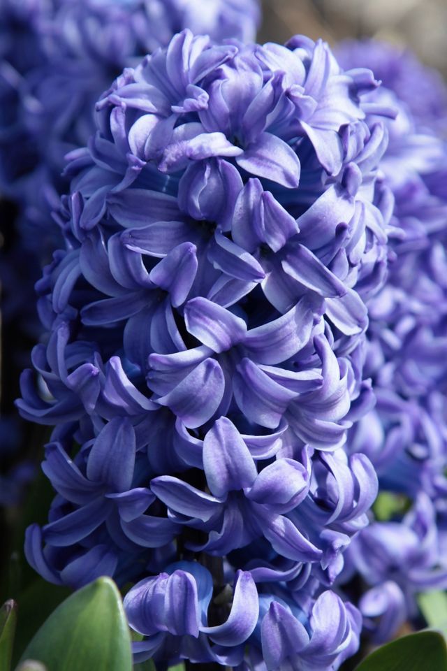 Hyacinth ‘Delft Blue’ Bulbs, Bag of 3 #1