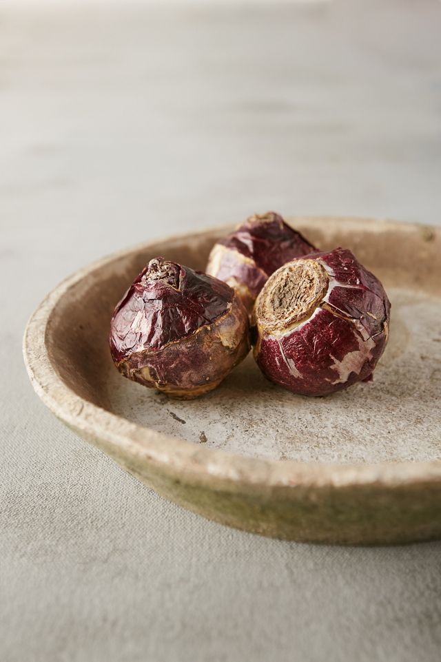 Hyacinth ‘Delft Blue’ Bulbs, Bag of 3 #3