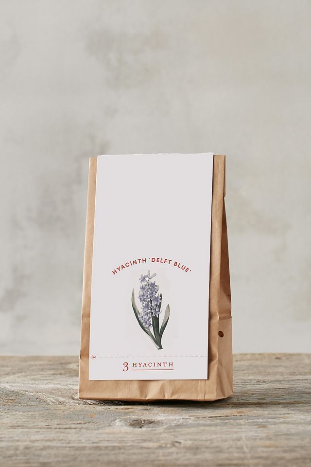 Hyacinth ‘Delft Blue’ Bulbs, Bag of 3 #4