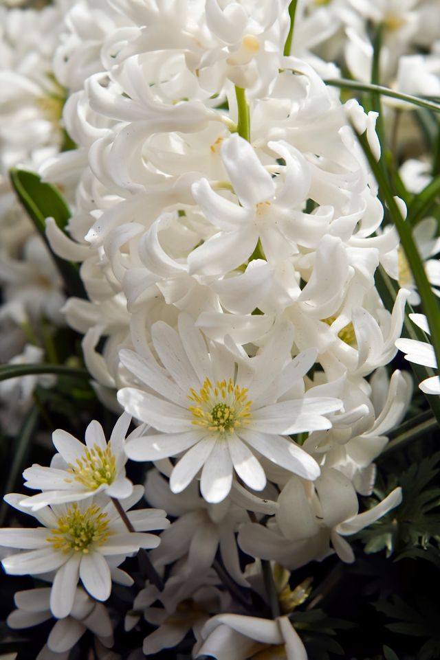 Hyacinth 'Carnegie' Bulbs, Bag of 3