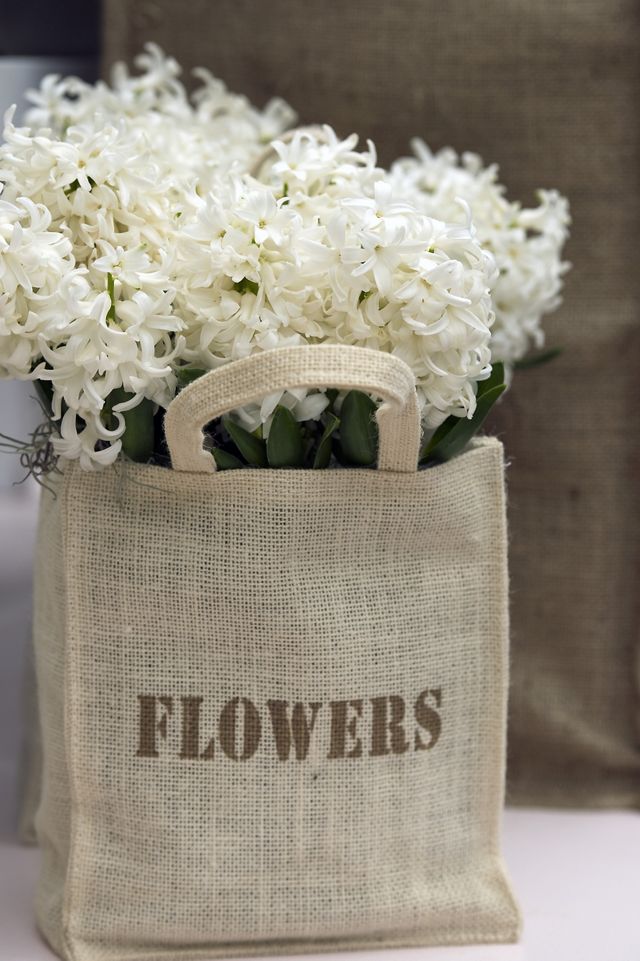 Hyacinth 'Carnegie' Bulbs, Bag of 3 #3