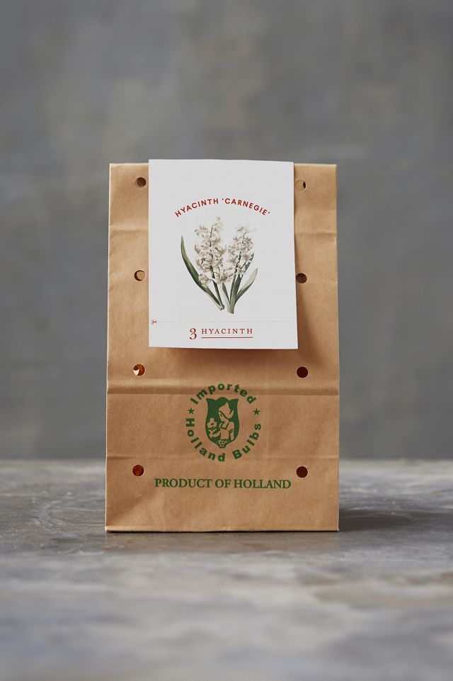 Hyacinth 'Carnegie' Bulbs, Bag of 3 #2