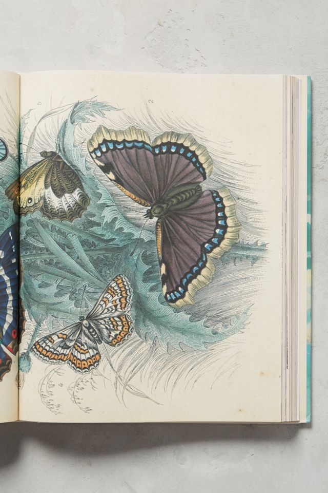 John Derian Picture Book #3