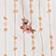 Apricot Rust Dot