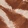 Brown Zebra