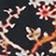 Black Floral