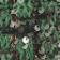 Green Pattern