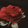 Painted Roses