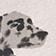 Dalmation