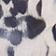 Leopard Paw Print