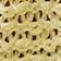 Neutral Pattern