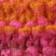 Orange Pattern