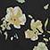Petites fleurs agrumes