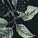 Black Botanical