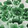 Green Floral