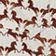 Brown Pattern