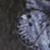 BLAUES MOTIV