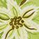 Green Pattern