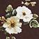 Brown Floral