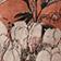 Blush Floral