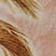 Pink Palm Print