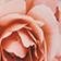 Peach Rose