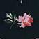 Rose Ditsy
