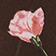 Chocolate Rose